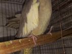 Cockatiel Pair (ককাটেল জোড়া)