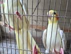 Cockatiel Pair