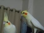 Cockatiel pair with full setup