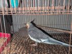Cockatiel Pakhi Active Male