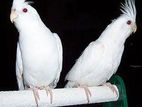 Cockatiel Pakhi Alvino |