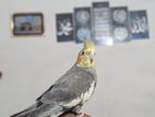 cockatiel pakhi female 8 months plus