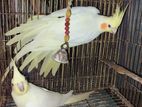 Cockatiel Pakhi