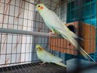 Cockatiel Pakhi