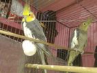 Cockatiel Pakhi