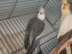 Cockatiel. pakhi