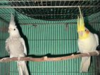 Cockatiel pakhi