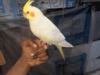 Cockatiel Pakhi