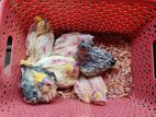 Cockatiel pakhi for sell