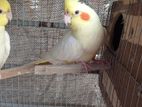 cockatiel paki 2bar dim baccha kora sell hoba