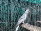 Cockatiel Pearl Female