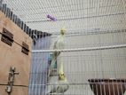 Cockatiel pearl lutino