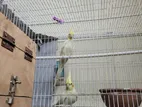 Cockatiel pearl lutino