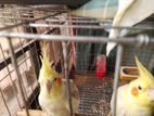 Cockatiel phaki for sale