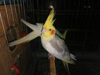 Cockatiel Phaki For Sale