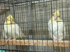 cockatiel red eye pair