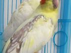 cockatiel runing pair