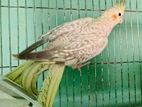 Cockatiel Running Female Sell Korbo