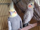 Cockatiel Running Master pair