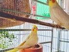 Cockatiel Running Pair (Female Lutino pearl) (Male Lutino)