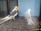 Cockatiel Running Pair