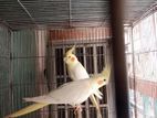 Cockatiel Running pair