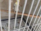 cockatiel running pair