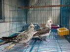 Cockatiel Running Pair