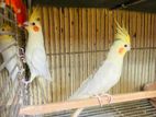 cockatiel running pair