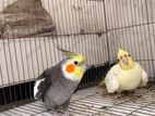 Cockatiel Running Pair