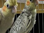 cockatiel running pair