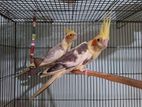 Cockatiel running pair