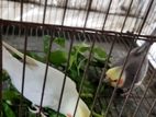 Cockatiel Running Pair