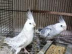 Cockatiel Running Pair