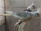 Cockatiel Running Pair