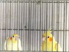 Cockatiel running pair