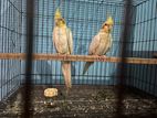 cockatiel running pair