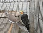 Cockatiel Running Pair