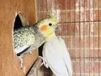 cockatiel running pair for sell
