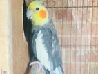 cockatiel running pair for sell