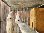 cockatiel running pair for sell