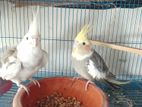 cockatiel running pair (full adult)