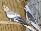 Cockatiel Running Pair (White Face Pied and Cinnamon pearl)