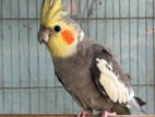 Cockatiel running pair with eggs