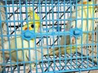 Cockatiel Running Pair With One Baby