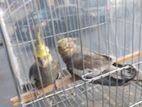 Cockatiel running Pair