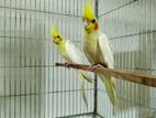 Cockatiel Self Feed Tame Size