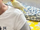 Cockatiel Tame