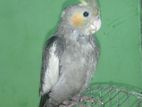 Cockatiel tame pakhi age 2.5 month