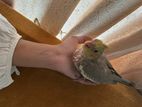Cockatiel Tame Sized Baby